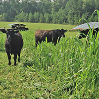 UGA Extension forage specialists will host a two-day Advance Grazing School Sept. 19-20 in Athens, Georgia.