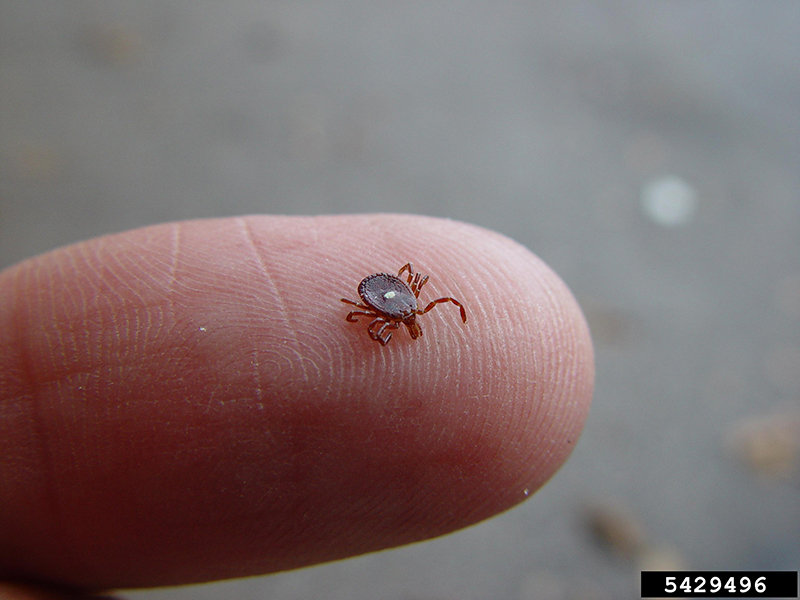 The lone star tick is the most common tick in Georgia and is active between early spring and late fall.