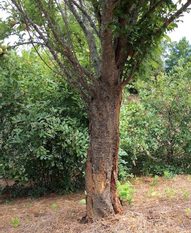 Split bark, or vertical cracks along the lower tree stem of young trees, most commonly occurs on thin-barked trees like this plum tree. Large cracks can become long-term open wounds that are more susceptible to wood-boring insects, fungal diseases and wood decay.