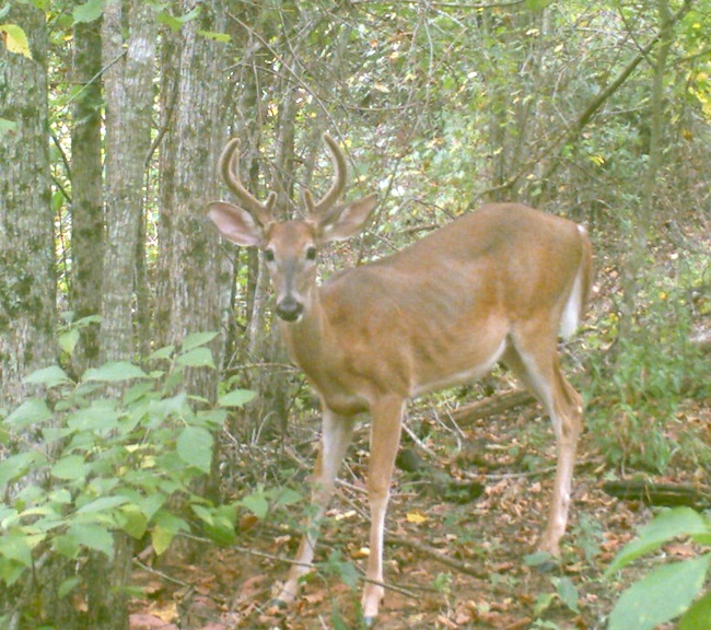A deer in its second year, a yearling, is caught by the lens of a wildlife camera. His small rack of antlers has grown over the past year. Antlers have the fastest growing tissue known to man. With the right nutrition, a buck can grow an excess of 200 inches of bone on his head in a matter of 120 days.