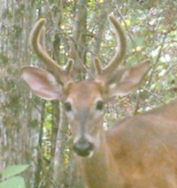 A deer in its second year, a yearling, is caught by the lens of a wildlife camera. His small rack of antlers has grown over the past year. Antlers have the fastest growing tissue known to man. With the right nutrition, a buck can grow an excess of 200 inches of bone on his head in a matter of 120 days.