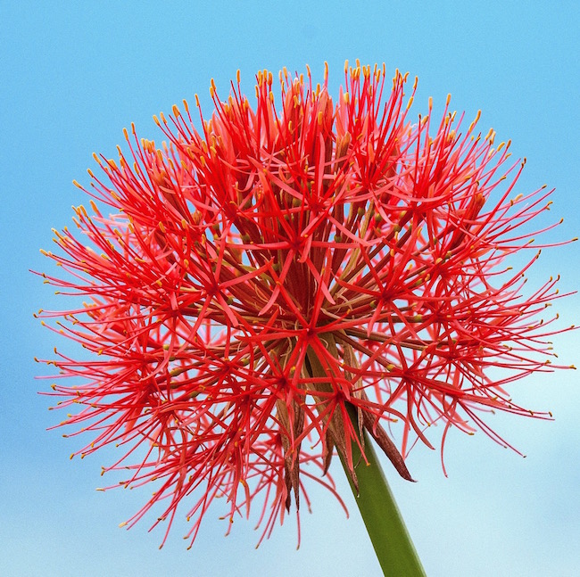 Blood lily flowers are comprised of large, 6-inch umbels, or softball-sized globes, borne on stalks about 12 to 18 inches tall. Each sphere has dozens of red florets with yellow stamens. This creates one of the showiest floral displays in the plant world.