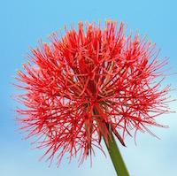 Blood lily flowers are comprised of large, 6-inch umbels, or softball-sized globes, borne on stalks about 12 to 18 inches tall. Each sphere has dozens of red florets with yellow stamens. This creates one of the showiest floral displays in the plant world.