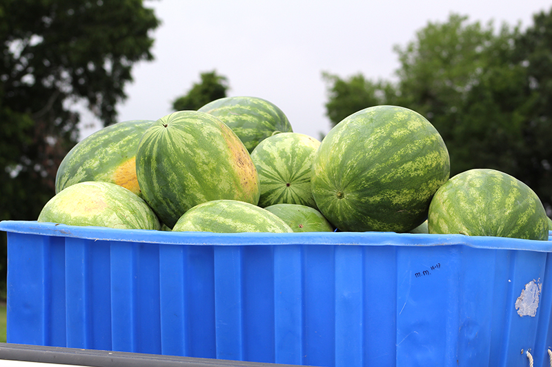 Watermelons sit in a truck after being harvested on the UGA Tifton campus.