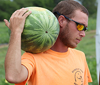 Student worker Kalen Fleming carries a watermelon on the UGA Tifton campus.