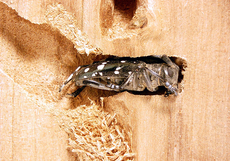 An Asian longhorned beetle chews through wood.