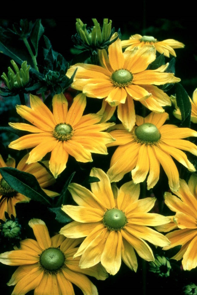 'Prairie Sun' produces flowers that are 5-inches wide. The large disk, or eye, of 'Prairie Sun' is green and generates glances from passing visitors.