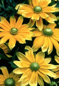 'Prairie Sun' produces flowers that are 5-inches wide. The large disk, or eye, of 'Prairie Sun' is green and generates glances from passing visitors.