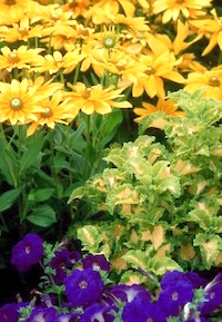 Flowers with blue petals are the perfect complement to the 'Prairie Sun' gloriosa daisy.
