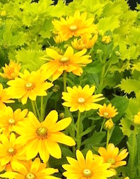 'Wasabi' coleus echoes the green eye color of the 'Prairie Sun' gloriosa daisy.