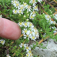 As part of UGA Extension's Pollinator Census Project, school and community gardeners planted "Snow Flurry" asters — a native ground cover — to attract pollinators. They will keep track of how many visitors the plants attract.