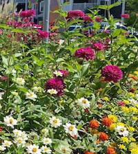 In the landscape, Uproar zinnias work in a cottage setting, pollinator garden and simply as a taller form of intense rose mixed in a living bouquet of mixed colors. Uproar zinnias also excel artistically in designer containers too.