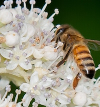 UGA Cooperative Extension is currently recruiting and training citizen-scientists for the Great Georgia Pollinator Census, which will be held August 23-24, 2019. The statewide count will be the first in the state for wild and domestic pollinators.