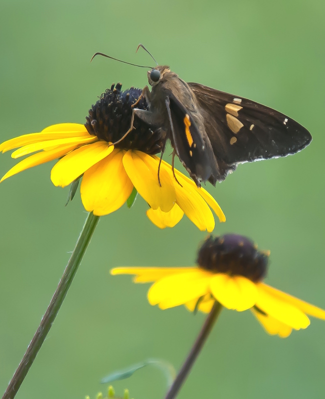 A silver-spotted skipper perches atop a rudbeckia triloba. The brown-centered coned-flowers have petals of yellow-orange that are produced in abundance from late summer into fall. Some references suggest it's biennial, or a short-lived perennial, while others call it a perennial that reseeds.