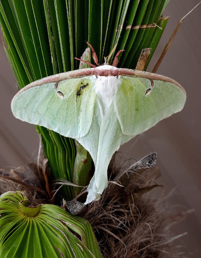 The luna moth is native to a wide area of the eastern half of the United States. Oddly, the adults do not eat. They live about a week and their sole purpose is to mate.