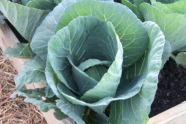 A cabbage with full leaves growing in a low raised bed