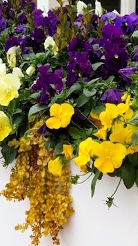Cool Wave Lemon Surprise and Cool Wave Pin It petunias start to tumble against a backdrop of traditional taller purple pansies.