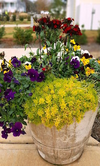 Cool Wave Purple Improved and Cool Wave Sunshine 'N Wine pansies sizzle in this container with Lemon Ball sedum and Dash dianthus.