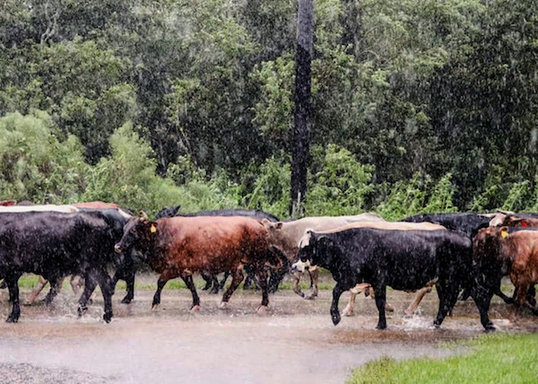 Displaced cattle seek higher ground during Hurricane Harvey in Brazoria County, Texas. Livestock will seek higher ground during flooding, but unfortunately, farmers can't relocate their crops.