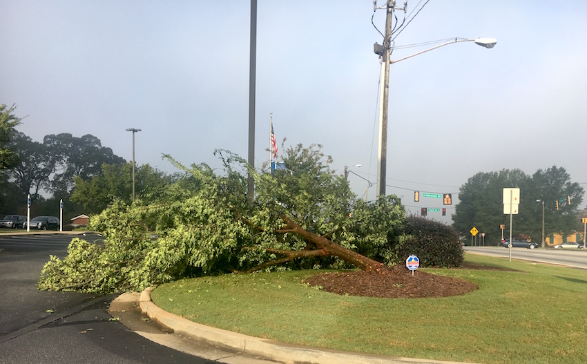 Winds from Tropical Storm Irma uprooted a tree on the lawn of the United Bank in Griffin, Georgia.