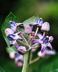 The giant milkweed produces showy flowers along with silver-grey leaves.