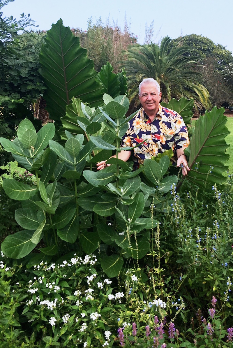 Norman Winter stands by a 5-foot tall giant milkweed with leaves as big as a rubber tree at the Coastal Georgia Botanical Gardens in Savannah.