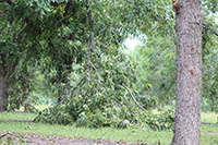 A limb broke off of a pecan tree in Tift County, Georgia, during Tropical Storm Irma.