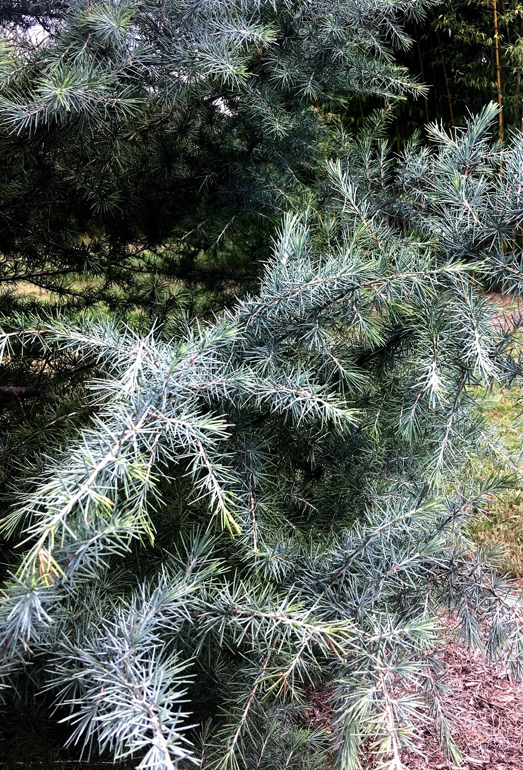 The 'Patti Faye' deodar cedar has steel blue foliage or needles.