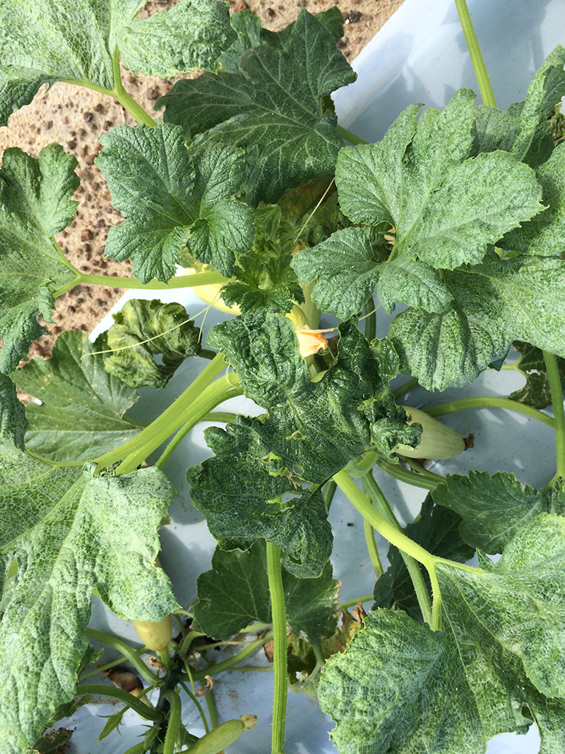 Cucurbit leaf crumple virus, a disease carried by whiteflies, infects vegetable plants like squash (pictured).