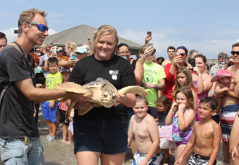 David Weber and Jillian Norrie, environmental educators at Burton 4-H Center, carry a sea turtle back to the ocean as a host of local Tybee Island residents and tourists look on. The turtle, named Zoe by the center's staff, quickly swam out of sight.