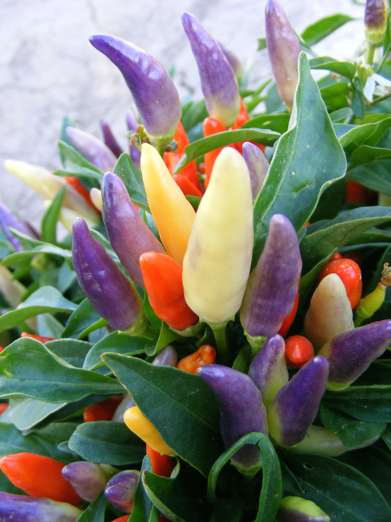 'NuMex Easter' ornamental peppers won the All-America Selections award for its outstanding performance.