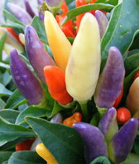 'NuMex Easter' ornamental peppers won the All-America Selections award for its outstanding performance.