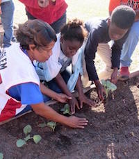 Radium Springs Elementary School Nutrition Manager Theresa Tomblin helps students install plants in the 2016 fall garden at the Albany, Georgia, school. Tomblin is the school's garden liaison and works closely with Dougherty County Extension Coordinator James Morgan.
