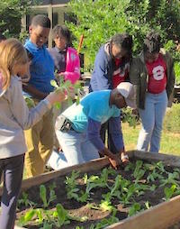 Dougherty County Extension Coordinator James Morgan teaches Radium Springs Elementary school students how to plant fall vegetables. Morgan has been instrumental in the establishment of school gardens at 13 of the 14 elementary schools in Dougherty County.