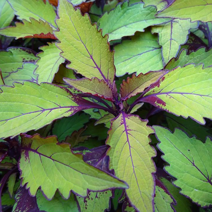 This colorful, leafy coleus looked stunning well into September and October. The leaves are serrated with purple outlines, and the underside and veins of the plant are also bright purple, which offers a beautiful contrast to the lime green leaves.