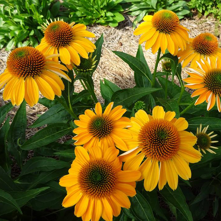 Of the three Sombrero varieties planted last spring, which were all good performers, 'Granada Gold' took the cake. The flawless golden flowers bloomed profusely with a beautiful floral presentation and lasted longer than the other two.