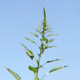 Palmar amaranth, also called pigweed, dominates a cotton research plot on the University of Georgia Tifton campus June 23, 2010.