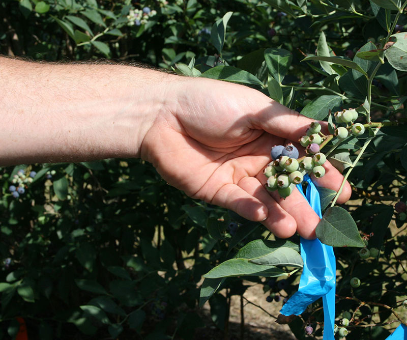 Blueberries growing on the Alapaha farm in Alapaha, Georgia in this file photo.