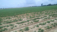 In the foreground of the peanut field, crown rot leaves considerable damage, compared to a good stand of peanuts with clean seed.