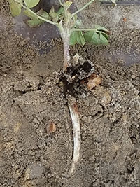 Aspergillus crown rot can be housed in the seed itself and grow into the hypocotyl, the portion of the plant found just below the soil line. The fungus can quickly destroy this tissue.