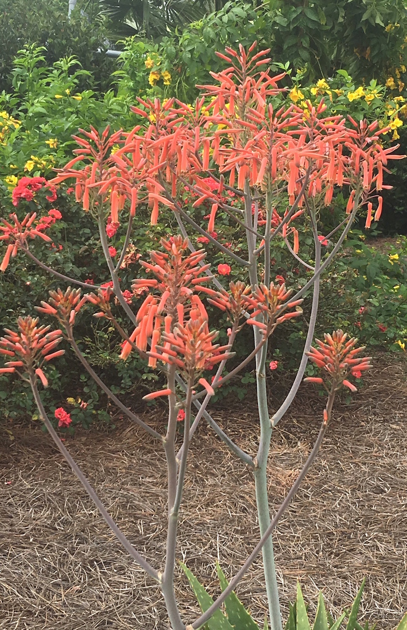 The flower stalks of the soap aloe plant can grow to be 24 to 36 inches tall.