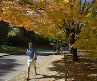 Trees provide energy conservation benefits and offset the urban heat island effect when planted in urban landscapes.