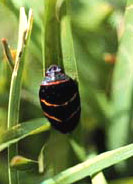 A two-lined spittlebug adult