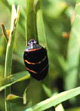 Adult spittlebugs have distinctive red markings.