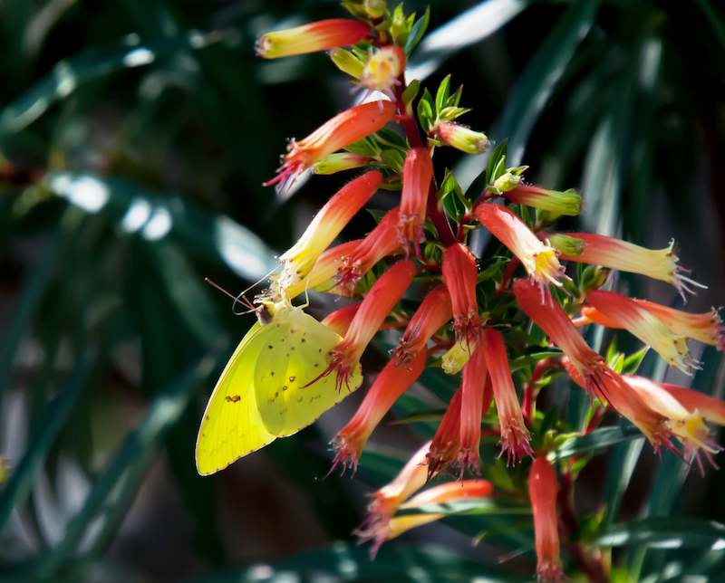 'Candy Corn' cuphea works well with other hummingbird plants, like firebush and 'Gold Star' esperanza.