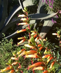 Botanically speaking, the 'Candy Corn' cuphea, also called “Mexican giant cigar plant,” is known as “Cuphea micropetala.” It is native to Mexico and, with good winter drainage, offers more cold hardiness than many realize.