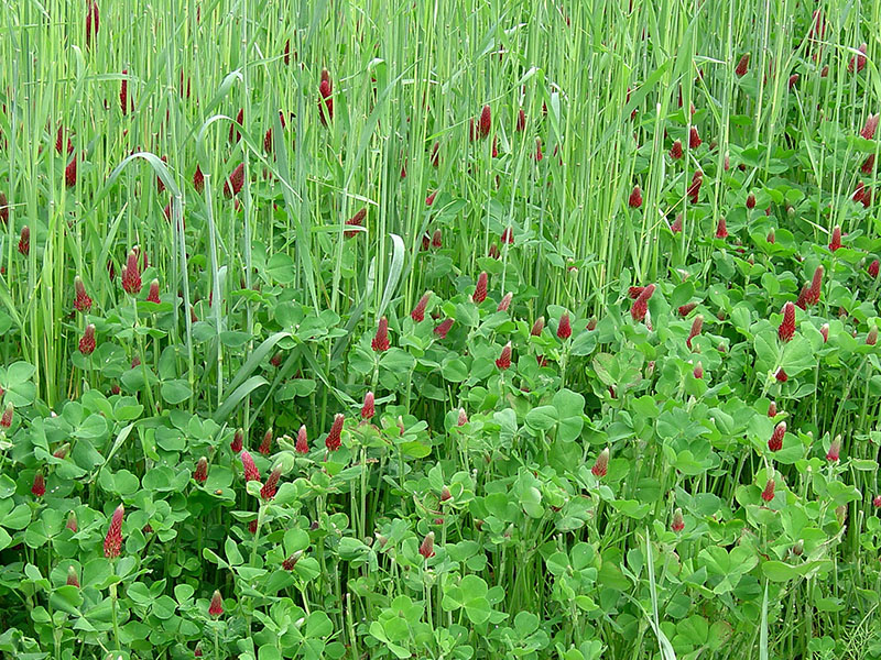 Crimson clover and rye grow together to form a cover crop in a research plot on the University of Georgia Mountain Research and Education Center in Blairsville, Georgia.