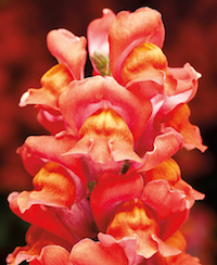 Snaptastic, a new series coming from Syngenta, is considered medium in height, reaching 14 to 16 inches. Snaptastic Orange Flame snapdragon brings a fiery color to the cool season landscape.