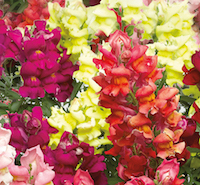 Snaptastic snapdragons come in fives rich colors and a mix.