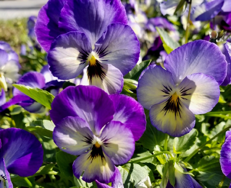 ColorMax comes in 10 colors and a mix. 'Icy Blue,' (shown) 'Popcorn' and 'Lemon Splash' are must-have plants for cool-season landscapes. The plants reach 6 to 8 inches tall with a spread of about 10 inches. ColorMax violas are very cold-tolerant and transplant to the garden with ease.